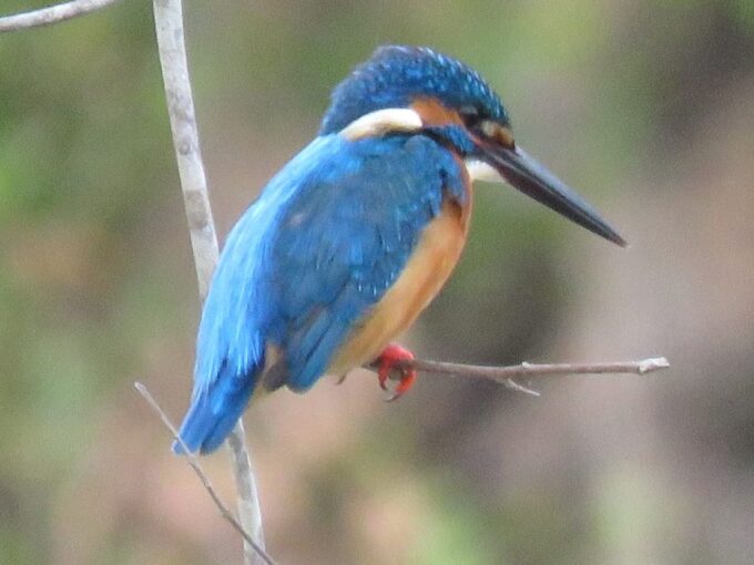 Srilanka - Discover Your Amazing Time With Expert Guide - Wildlife and Nature Encounters