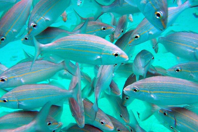 Stingray City and Barrier Reef Snorkel - Equipment and Amenities