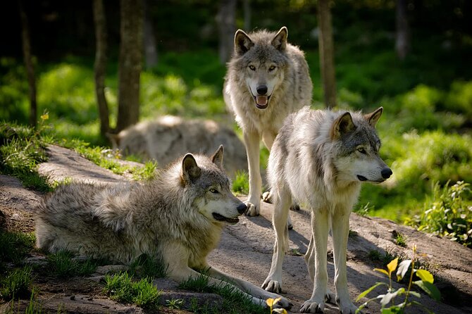 Summer Day in Ranua Zoo, Husky Farm and Reindeer Farm - Reviewing the Day Trip