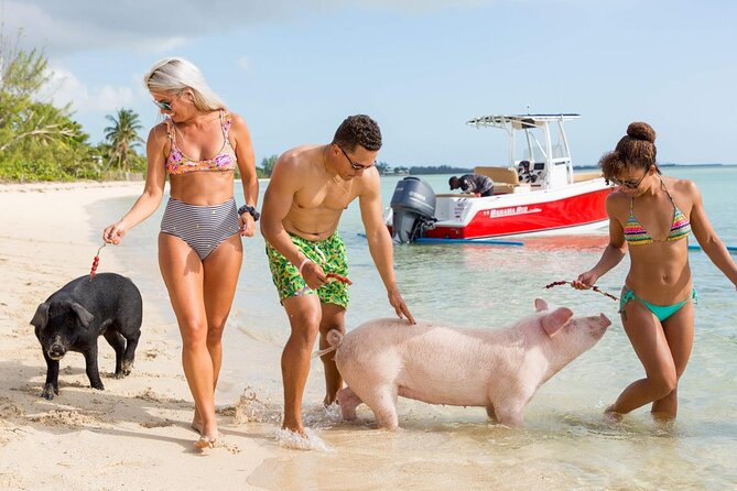 Swimming Pigs of Rose Island & Sea Turtle Viewing Group Tour - Traveler Reviews and Ratings