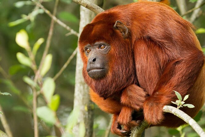 Tambopata Amazon Reserved Zone Exclusive Experience (6 Days) - Important Information and Policies