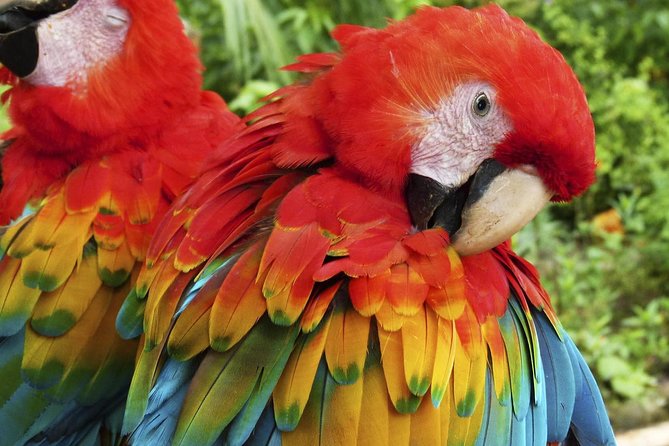 Tambopata (Puerto Maldonado) 4 Days - Discovering Nocturnal Wonders