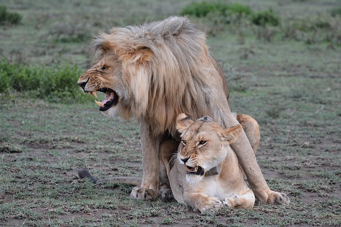 Tanzania Experience Safari and Tours - Additional Information