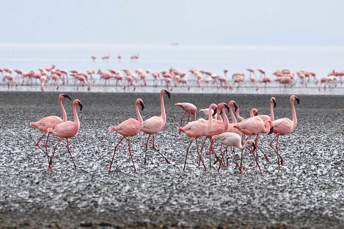 Tanzania Safari - The Great Migration in the North of the Serengeti and Lake Natron - Booking Your Safari