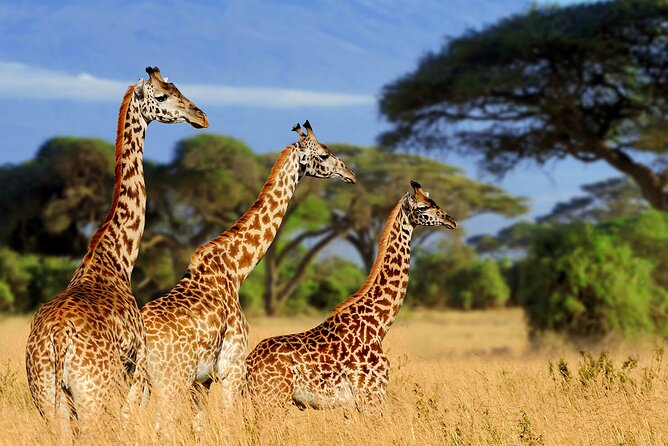 Tarangire Budget Full Day Tour From Arusha - Recommended Tour Duration