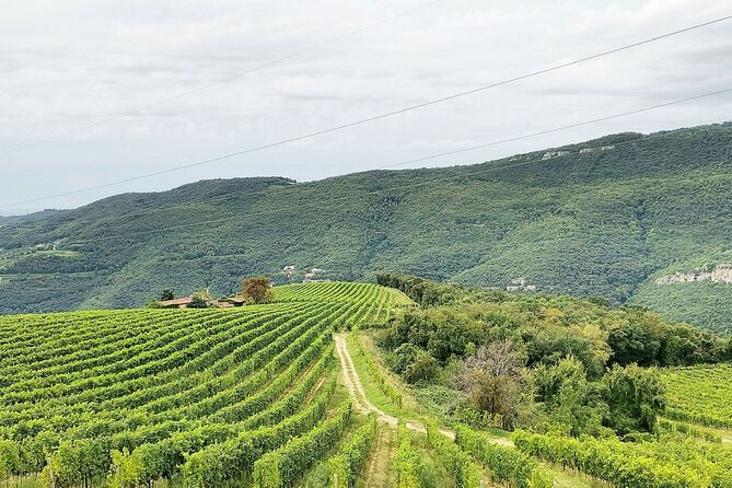 Tasting of Valpolicella Wines Tradition and Modernity - Booking and Accessibility Information