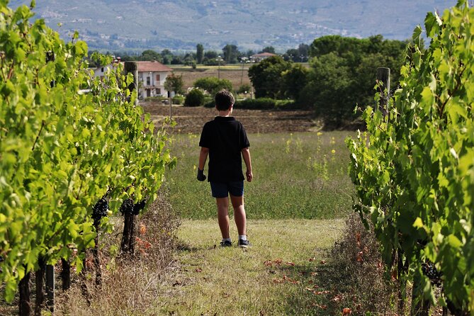 Tasting Selection of 4 Wines in Montefalco - Accessibility Features