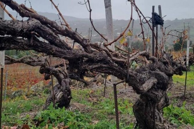 Tenerife North Gastro Wine Tour - Booking Information