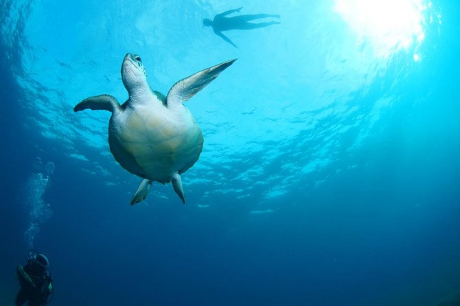 Tenerife Turtle and Snorkel Tour From Costa Adeje - Preparing for Your Snorkeling Adventure