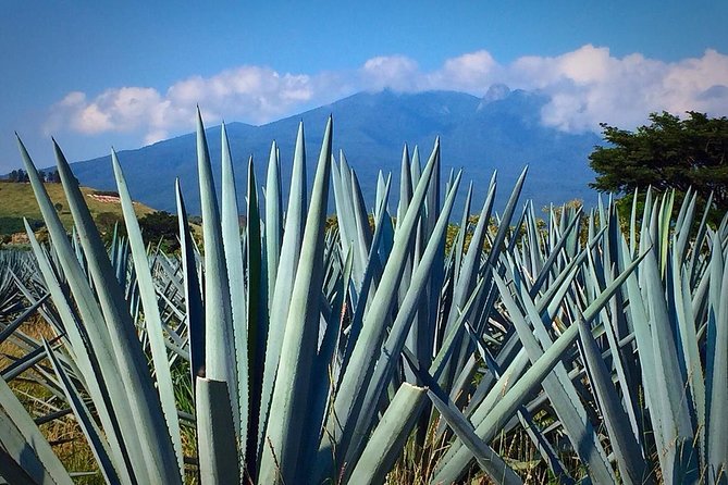 THE FIRE TOUR - Pyramids, Volcanoes, Agaves & Tequila - Cultural Insights