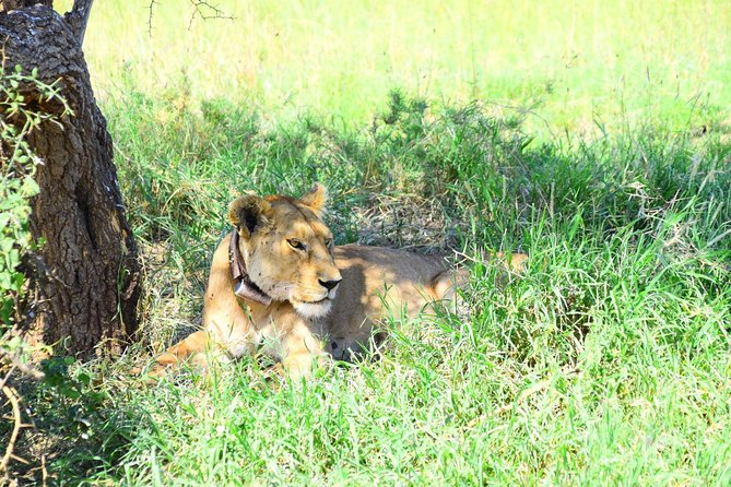 The Guide for the Best 4-Day Tanzania Private Safari in /2025 - Accessibility and Participation Details