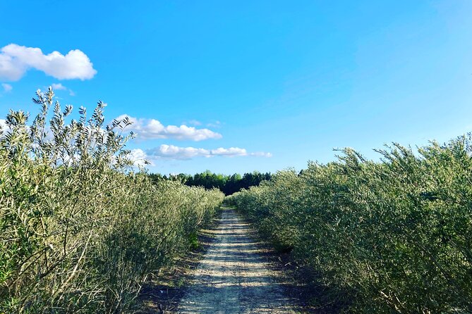 The Olive Grove Tour - Things To Known