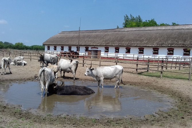 The Puszta Horse Show - Convenient and Accessible