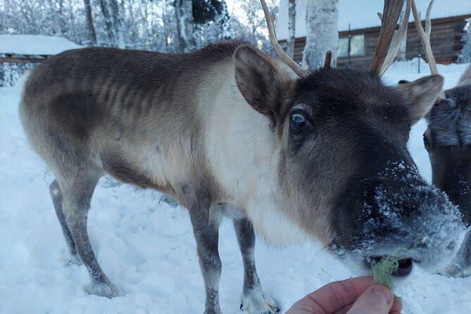 The Reindeer Grove Homestead Tour and Forage - Booking Information and Policies