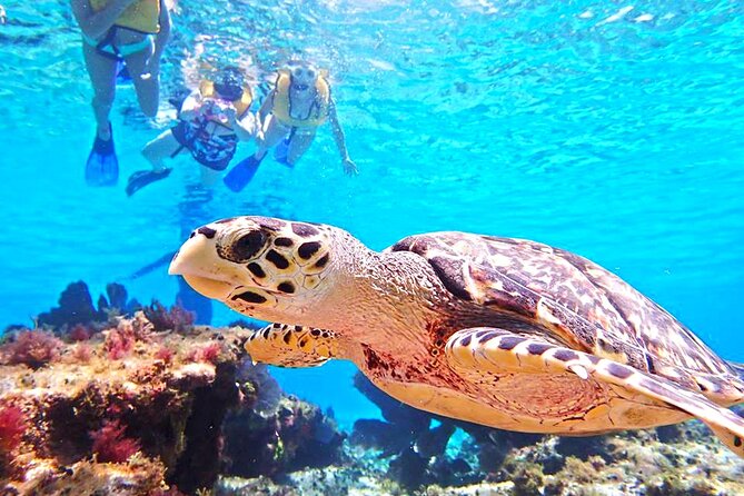 The Sky Cozumel Snorkeling Tour - All-Inclusive - Additional Information