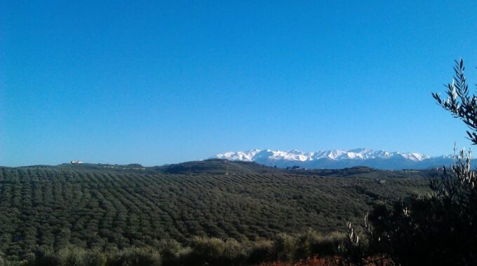 The Terra Creta Olive Oil Experience Tour - Accessibility and Amenities