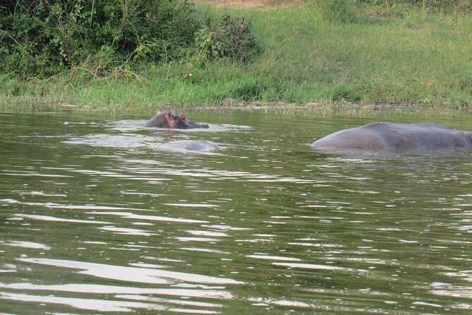 Three Days Escape to Queen Elizabeth National Park - Guest Reviews and Ratings