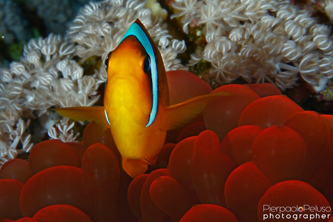 Tiran Island Snorkeling Experience by Yacht Sharm El Sheikh - Snorkeling Gear and Guide