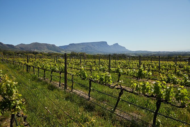 Top 3 Cape Town Wineries Half Day Private Tour - Traveler Feedback and Highlights