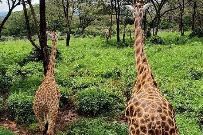 Tour to Giraffe Center From Nairobi - Customer Feedback
