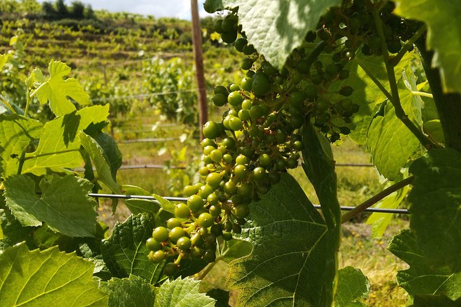 Traditional Vinho Verde Tour in Bowl With Private Transfer (Porto and Braga) - Confirmation