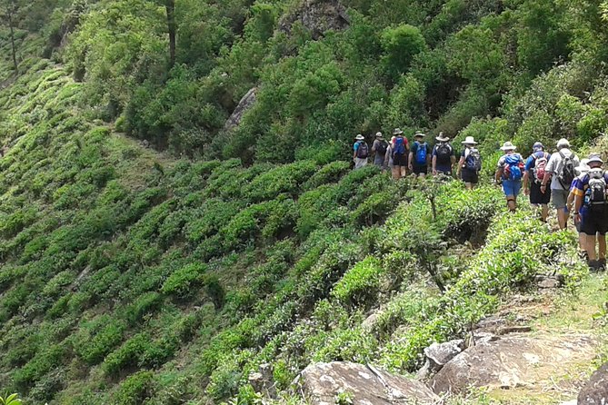Trekking & Picnic in The Tea Plantation From Ella, Haputale & Bandarawela - Tips for a Great Trek