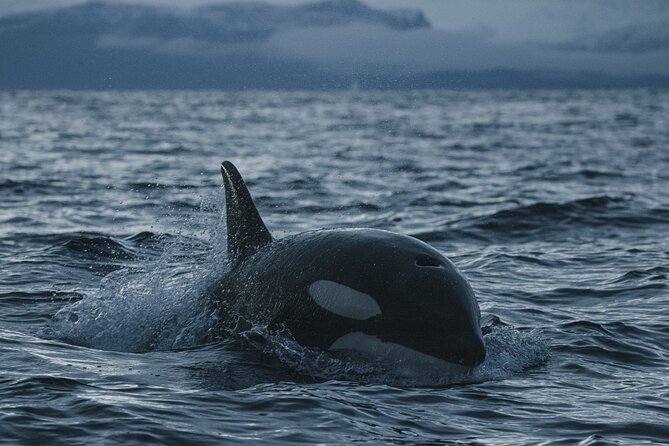 Tromsø: Skjervøy RIB Whale Watching Tour With Drinks & Snack - Traveler Reviews Highlights