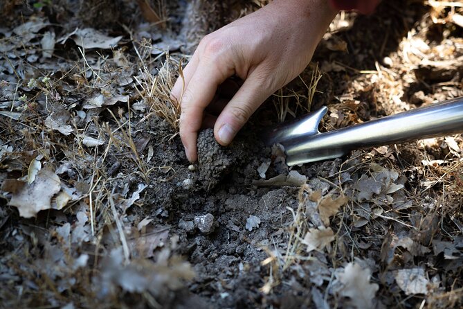 Truffle Hunting & Truffle Cooking Class - The Sum Up