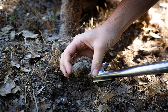 Truffle Lunch & Hunting Experience in San Gimignano - Pairing Organic Wines and Olive Oils