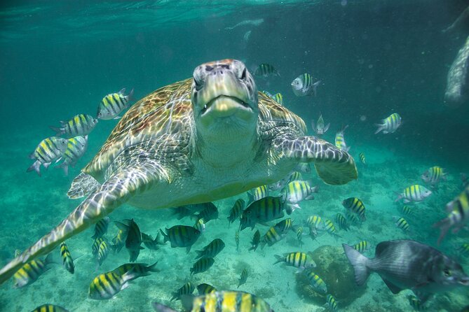 Try Guided Tour Plus Sea Turtle Snorkeling Adventure and Beachside Lunch - Physical Requirements