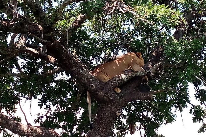 Tsavo East & West, Amboseli 5days From Mombasa - Booking and Pricing
