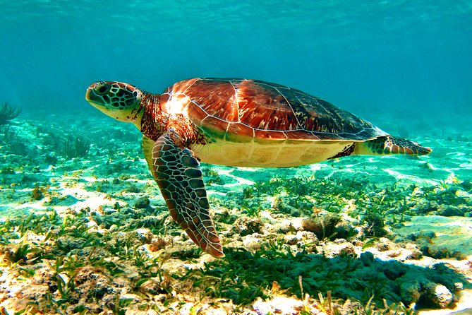 Tulum Ruins Cenote & Swimming With Turtles From Playa Del Carmen - Inclusions and Costs