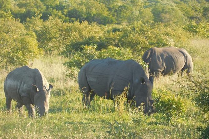 Two Days, One Night Tour: Blyde River to Kruger National Park - Traveler Reviews and Feedback