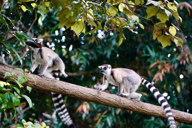 Two Days Tour to Andasibe NP - Guided Lemur Island Adventure