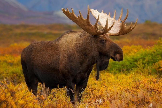 Ultimate Alaskan Adventure: Ocean Wildlife to Interior Wilderness 9 Day/8 Nights - Cancellation Policy