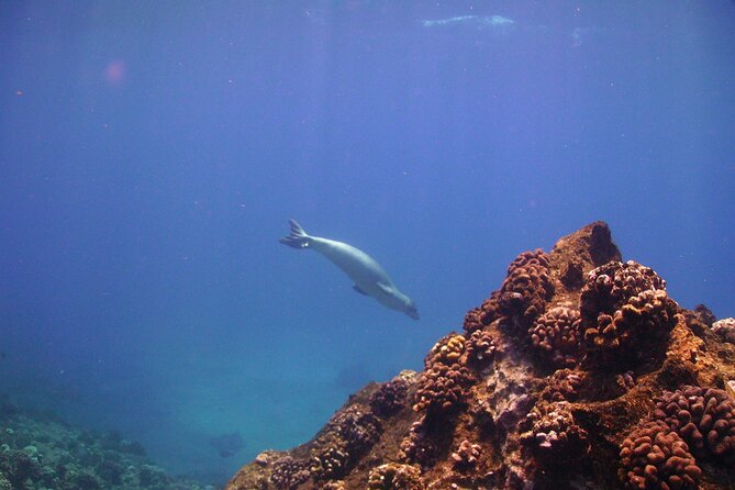 Ultimate Na Pali Coast Zodiac Boat Snorkeling and Sea Cave Tour - Testimonials From Satisfied Customers