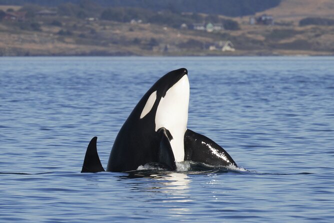 Victoria Whale Watch Tour - Booking Information