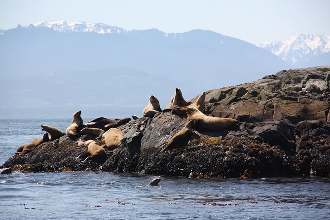 Victoria: Winter Whale Watching & Marine Wildlife Tour - Important Considerations
