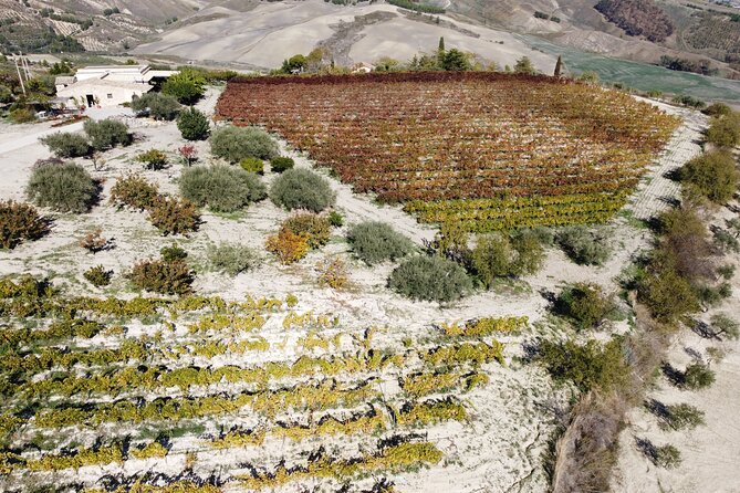 Vineyard Tour, Wine and Sicilian Delicacies Tasting at a Winery in Agrigento - Local Delicacies