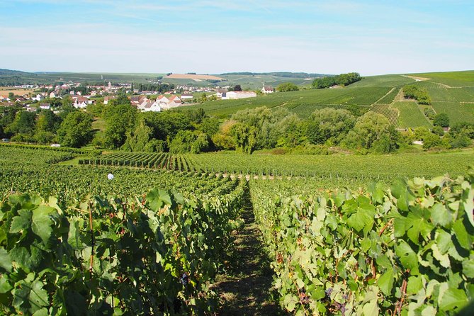 Vineyard Walking Tour & 2 Champagnes Tasting - About the Winemaker