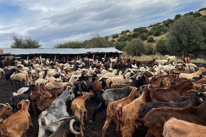 Visit a Goat Farm in a Village - Additional Details