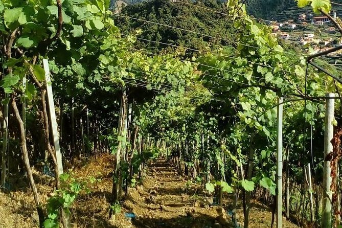 Visiting Local Vineyard With Wine Tasting & Lunch Included - Getting Assistance