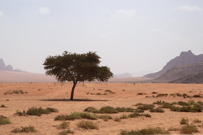 Wadi Rum: 4 Hour Highlights Tour - Visitor Reviews and Ratings
