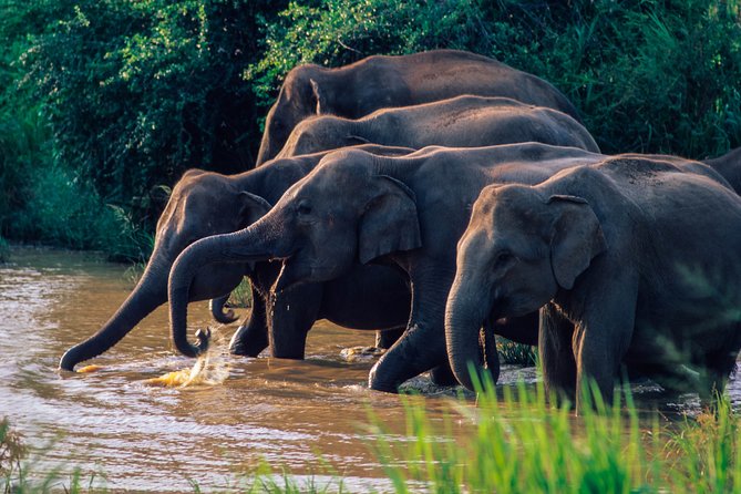 Wasgamuwa National Park Private Safari - Booking and Cancellation Policy