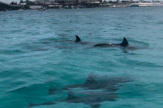 Waverunner Dolphin Tour - Sum Up