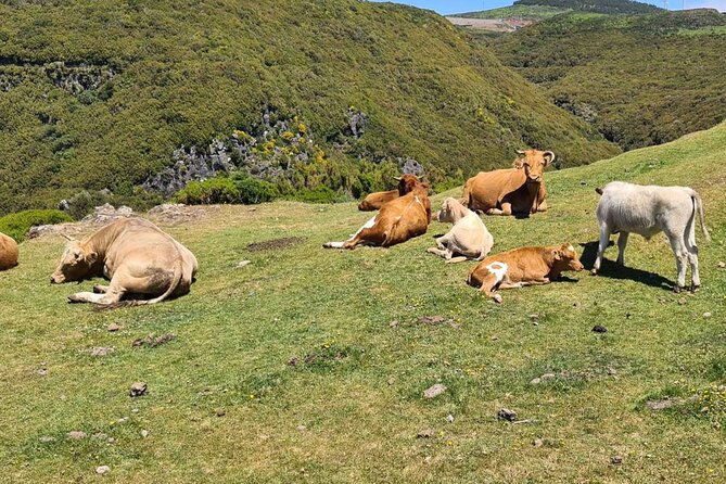 West of Madeira Private Half-Day Tour - Knowledgeable and Attentive Guides