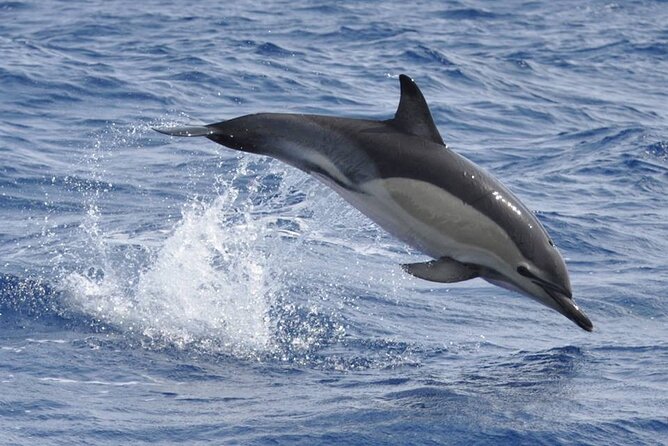 Whale and Dolphin Watching Tour on Pico Island - Booking Flexibility