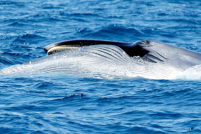 Whale & Dolphin Watching With Mustcat Virgin Coast Trip On a Large Catamaran - Transportation Options