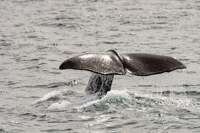Whale Safari With Puffins and Muffins (Andøy, Vesterålen) - Booking and Availability