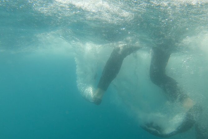 Whale Shark Adventure With Marine Biologists, 4-Hour Tour - Expert Marine Biologist Guides